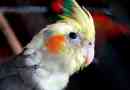 Élettartam várhatóan parrot corella